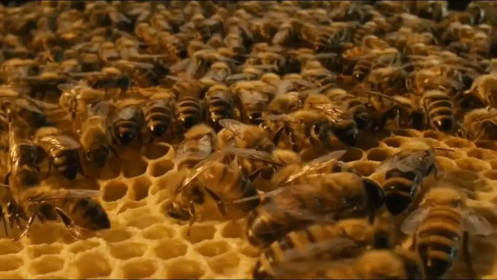 Las abejas NO se extinguen por la leche de almendras
