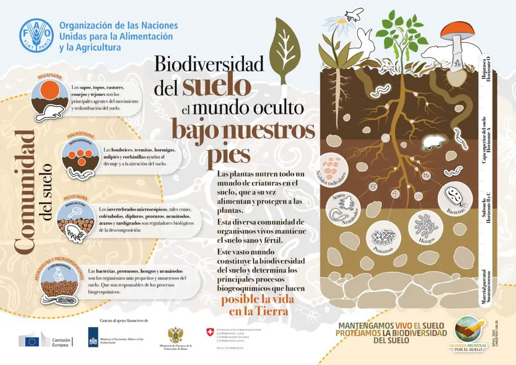 Biodiversidad en el suelo