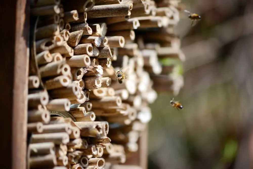 abejas en hotel de insectos