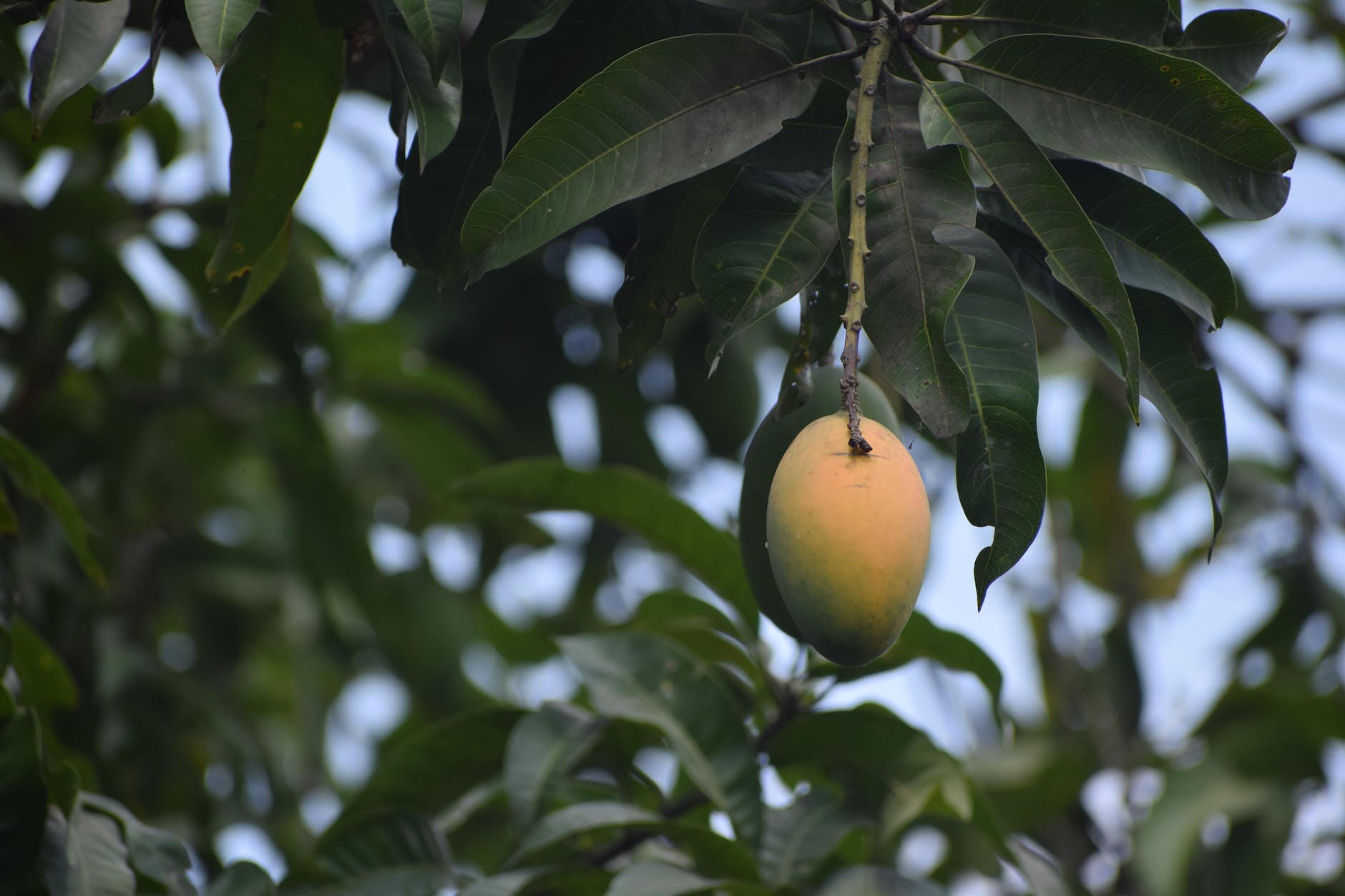 fruits hanging on a tree