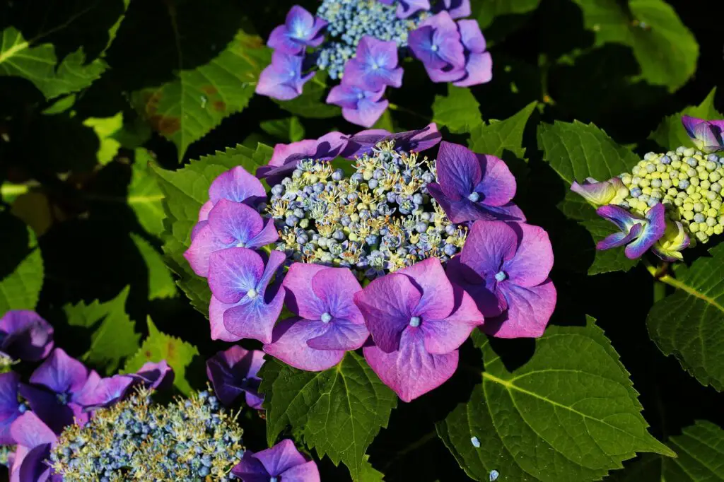 flor de hortensia cuidados
