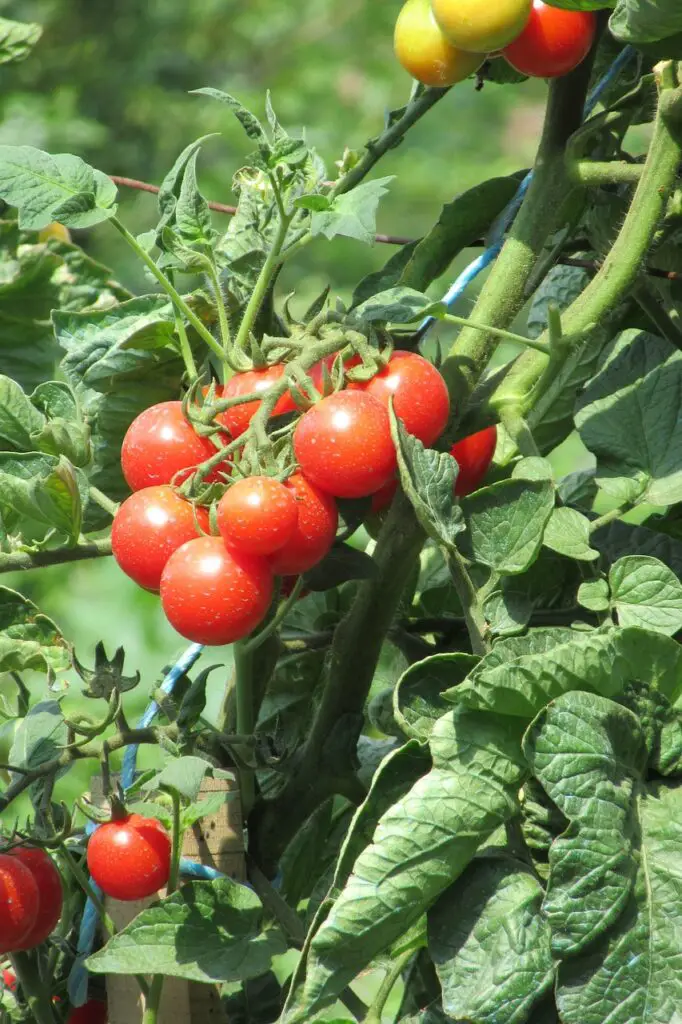tomato, garden, nature