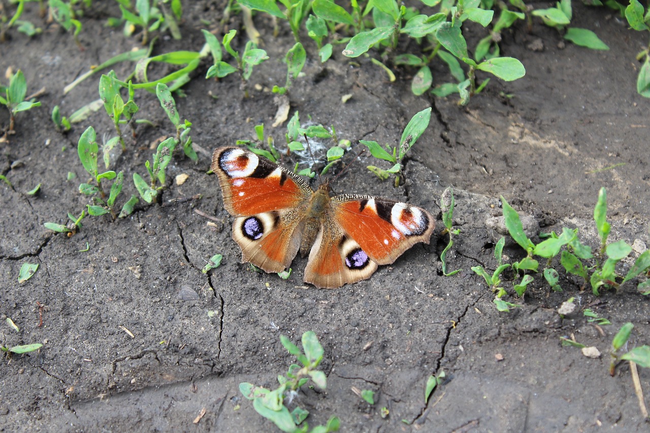 butterfly, the soil, peacock
