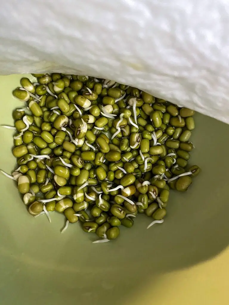 mung beans, beans, sprouts