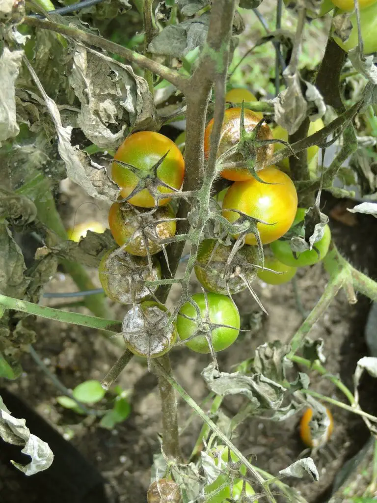 tomato, blight, disease