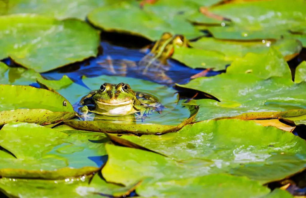 frog, water frog, pond frog
