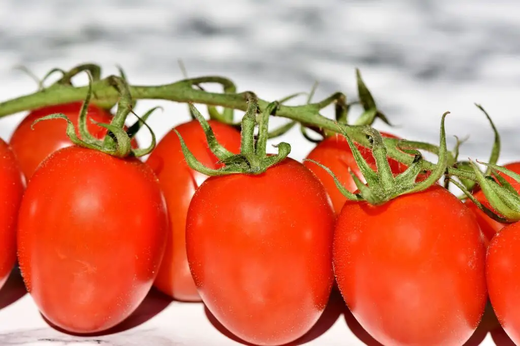 cultivo de tomate perita