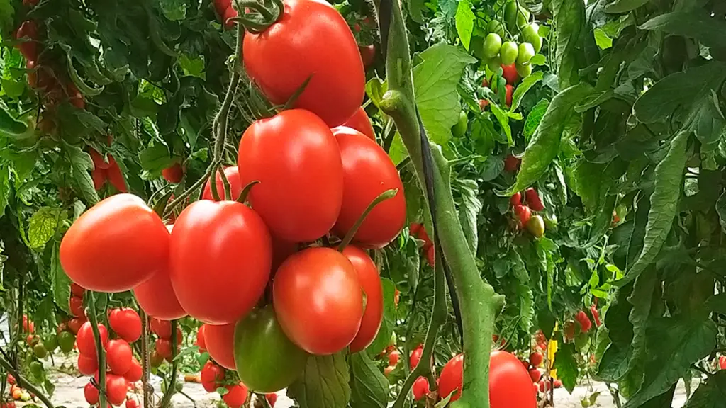 tomate de pera cultivo