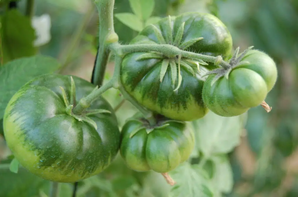 tomate raf cuidado y cultivo