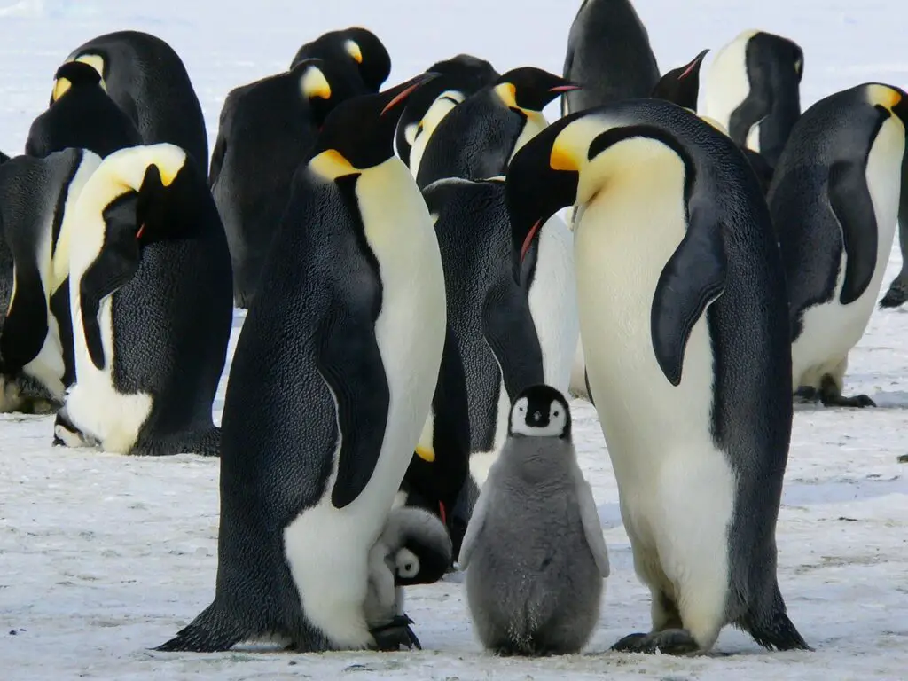 emperor penguins, baby penguin, birds
