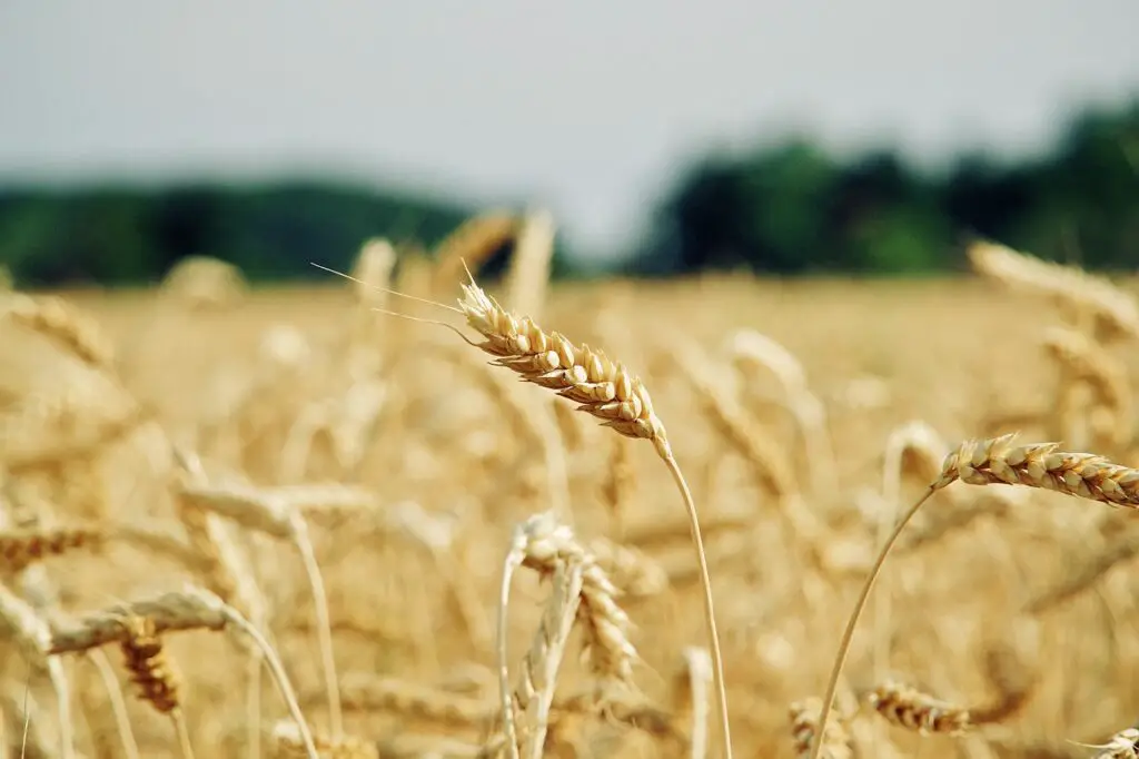wheat, cereal grains, field