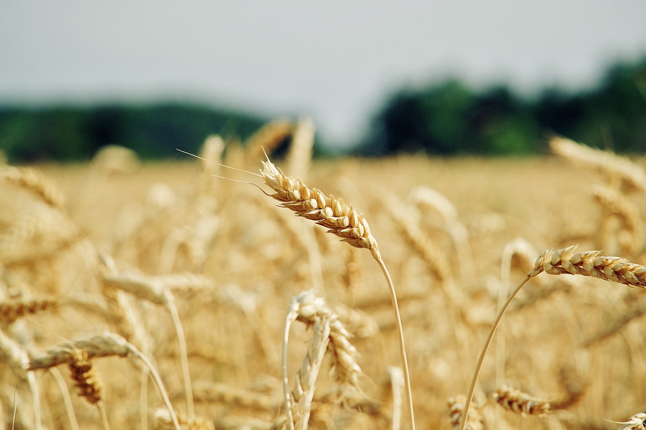 wheat, cereal grains, field