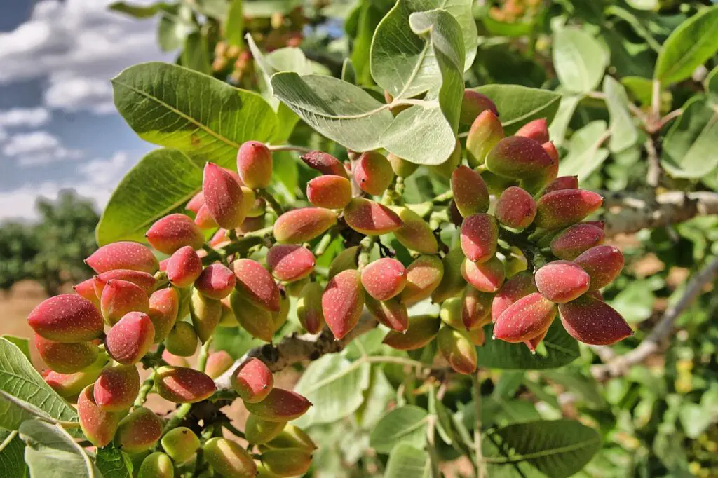 cultivar pistacho