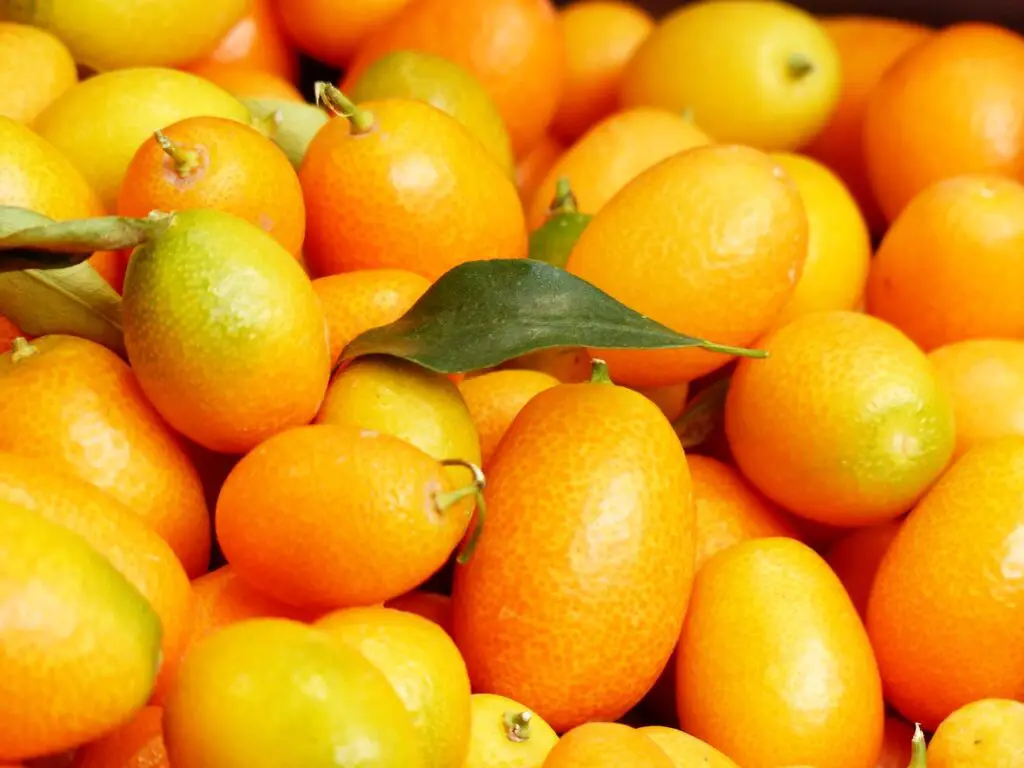 como cultivar naranjo enano