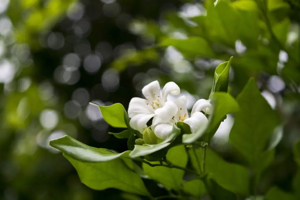 caracteristicas arbol de mandarina flor blanca
