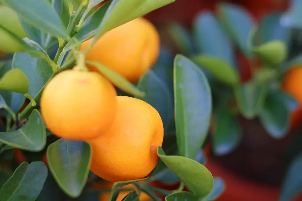cultivo y cuidado del arbol de mandarina