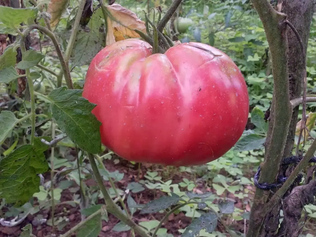 cuidado y cultivo de tomate tres cantos