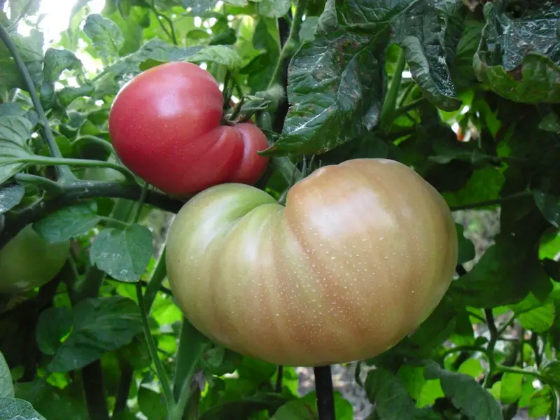 guia de cultivos y cuidado tomate tres cantos