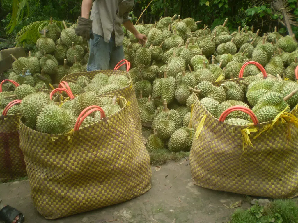 como cultivar durian