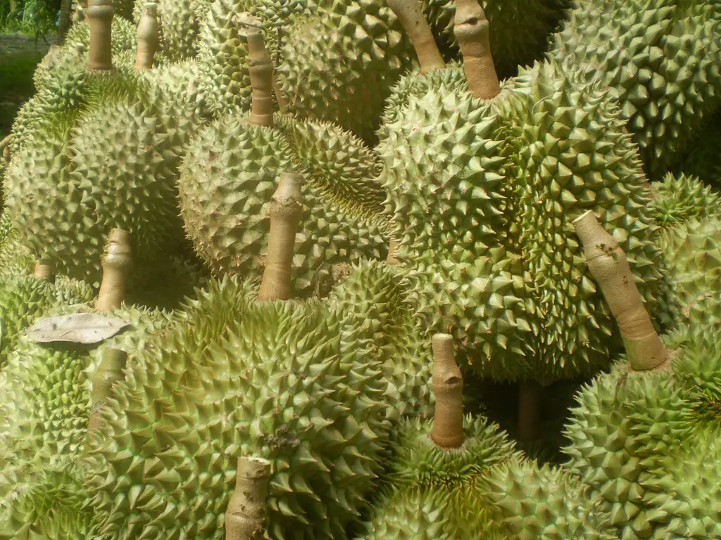 como cultivar durian