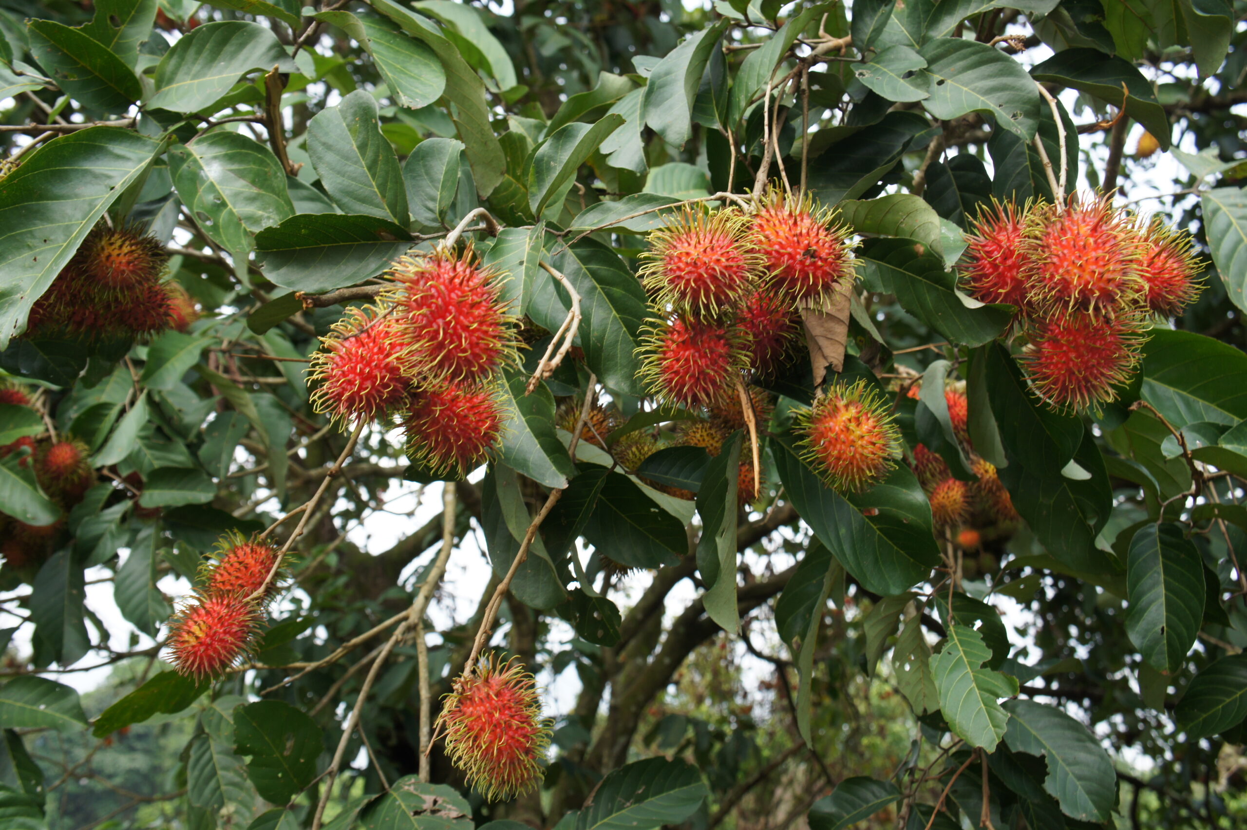 cultivo y cuidado del arbol de rambutan