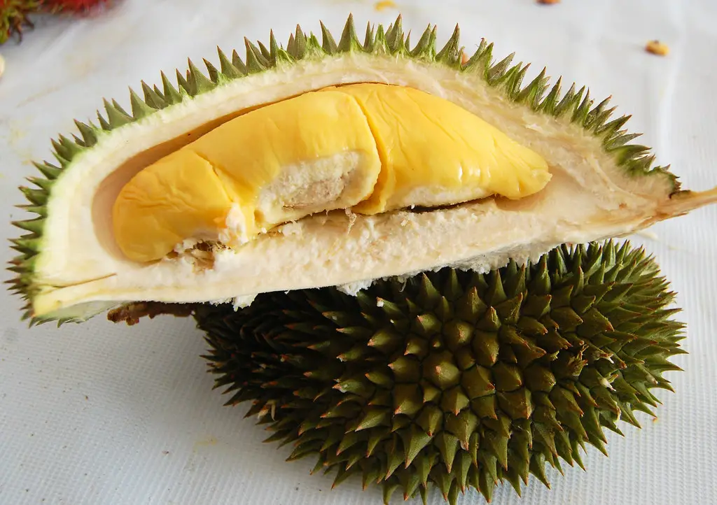 como germinar durian