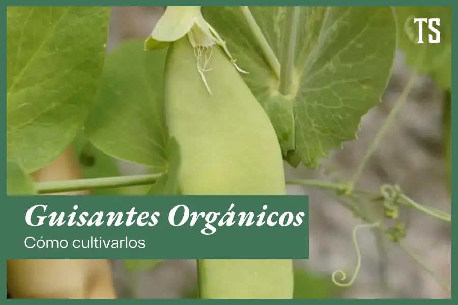cultivar guisantes organicos