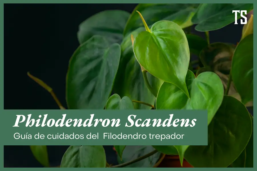Philodendron Scandens cuidados