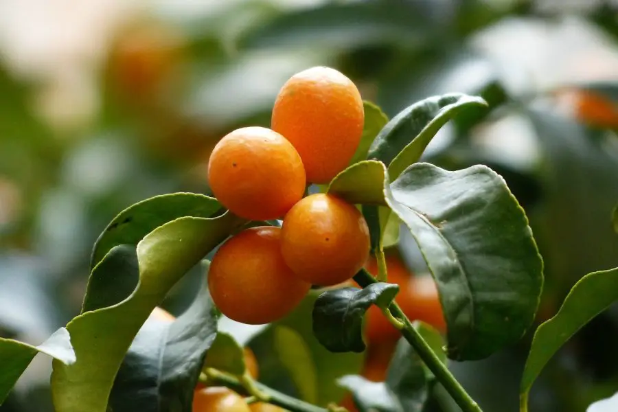 kumquat cultivo y cuidado