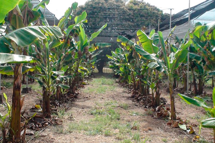 bananos en invernadero INTA